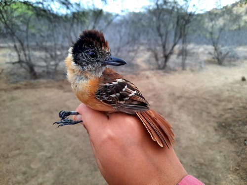 Thamnophilus bernardi (hembra)   Enfermero   Collared Antshrike